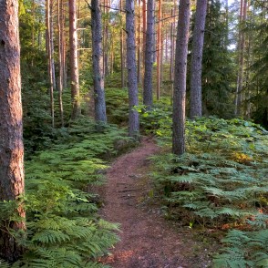 Ejot pa Pēterezera dabas takas kangaru virsotni Ejot pa Pēterezera dabas takas kangaru virsotni