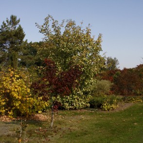 Kalsnavas arborētuma ainava Kalsnavas arborētuma ainava