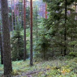 Pēterezera dabas takas ainava Pēterezera dabas takas ainava