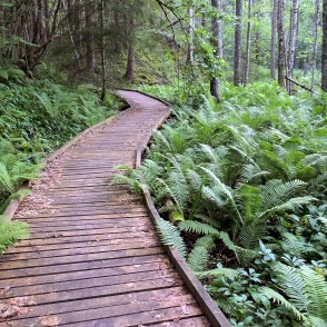 Pēterezera dabas takas laipa Pēterezera dabas takas laipa