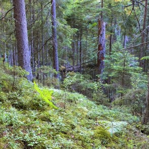 Mežs skatoties no kangara virsotnes Mežs skatoties no kangara virsotnes