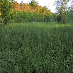 Ejot pa Pēterezera dabas taku Ejot pa Pēterezera dabas taku
