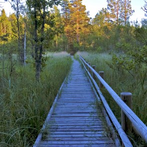 Laipa pāri vigai Pēterezera dabas takā Laipa pāri vigai Pēterezera dabas takā