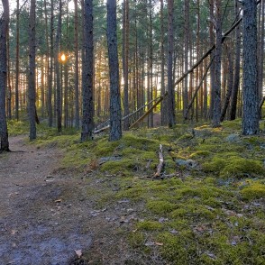 Mežā saulei rietot Mežā saulei rietot