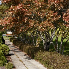 Kalsnavas arborētuma ainava Kalsnavas arborētuma ainava