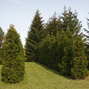 Egles Kalsnavas arborētumā Egles Kalsnavas arborētumā