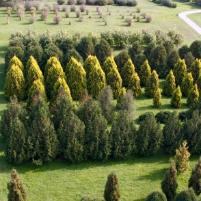 Tūjas Kalsnavas arborētumā Tūjas Kalsnavas arborētumā