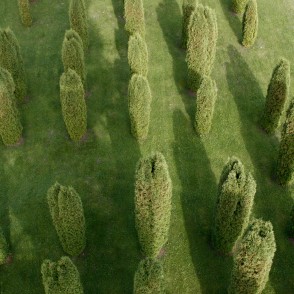 Tūjas Kalsnavas arborētumā Tūjas Kalsnavas arborētumā