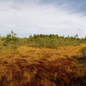 Cenas tīreļa ainava Cenas tīreļa ainava