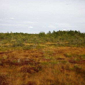 Cenas tīreļa ainava Cenas tīreļa ainava