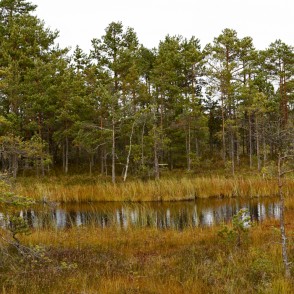 Purva lāma Cenas tīrelī Purva lāma Cenas tīrelī