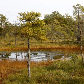 Purva lāma Cenas tīrelī Purva lāma Cenas tīrelī