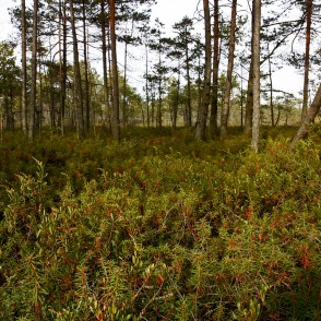 Cenas tīrelis Cenas tīrelis