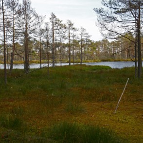 Skaista ezers Cenas tīrelī Skaista ezers Cenas tīrelī