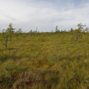 Cenas tīreļa ainava Cenas tīreļa ainava