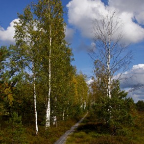 Bērzi Vasenieku purva takā Bērzi Vasenieku purva takā