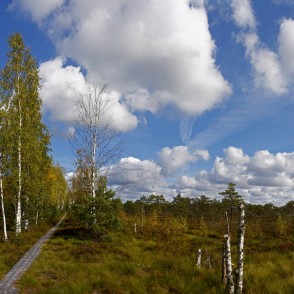Vasenieku purva rudens ainava Vasenieku purva rudens ainava