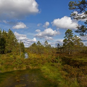 Vasenieku purvs rudenī Vasenieku purvs rudenī