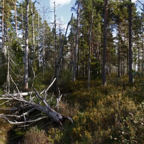Meža ainava Vasenieku purvā Meža ainava Vasenieku purvā