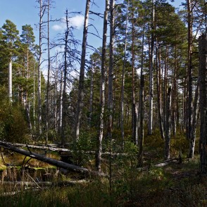 Meža ainava Vasenieku purvā Meža ainava Vasenieku purvā