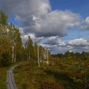 Vasenieku purva rudens ainava Vasenieku purva rudens ainava