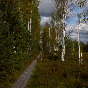 Vasenieku purva taka rudenī Vasenieku purva taka rudenī