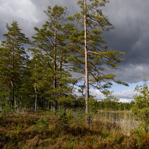Mežs pie Velnezera Mežs pie Velnezera