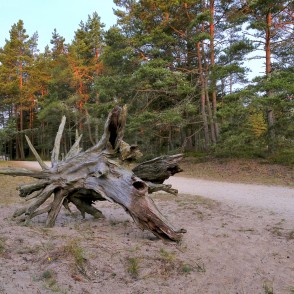 Sakaltusi koka sakne Sakaltusi koka sakne