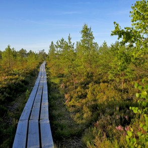 Vasenieku purva taka rīta agrumā Vasenieku purva taka rīta agrumā