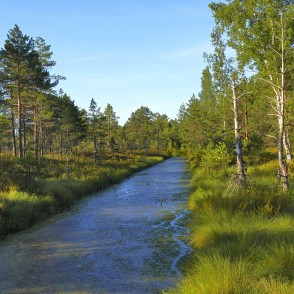 Vasenieku purvā Vasenieku purvā