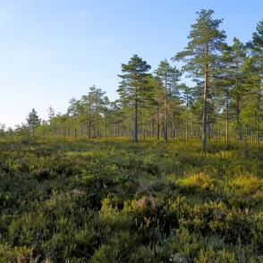 Priedes Vasenieku purvā Priedes Vasenieku purvā