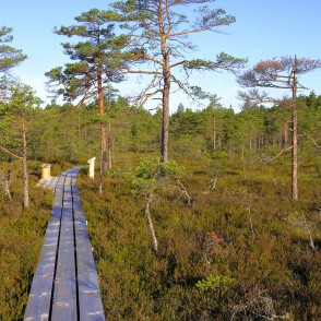 Vasenieku purva laipa Vasenieku purva laipa