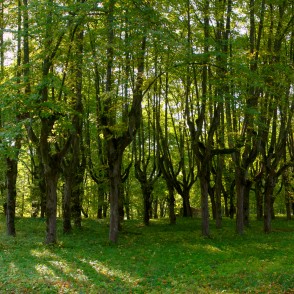 Liepas Lindes parkā Liepas Lindes parkā