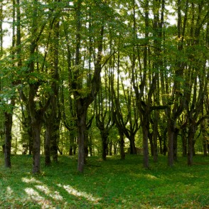 Lindes parka liepas Lindes parka liepas