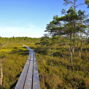 Vasenieku purva laipa Vasenieku purva laipa