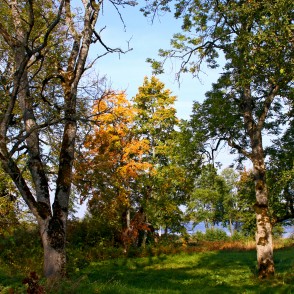 Lindes parka ainava Lindes parka ainava