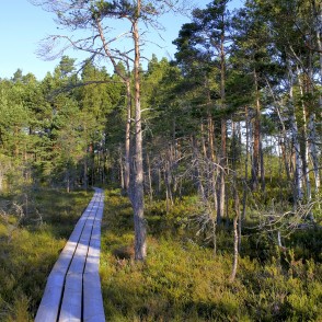 Vasenieku purva laipa Vasenieku purva laipa