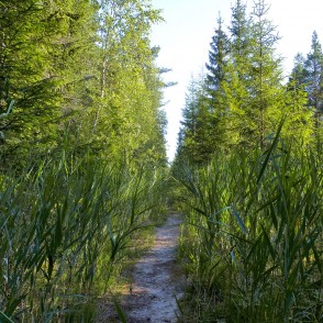 Vasenieku purva taka Vasenieku purva taka