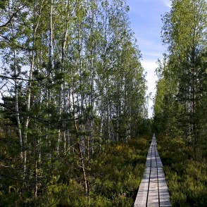 Vasenieku purva laipa Vasenieku purva laipa