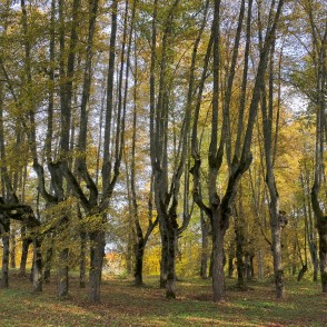 Rudens ainava ar cirptajām liepām Lindes parkā Rudens ainava ar cirptajām liepām Lindes parkā