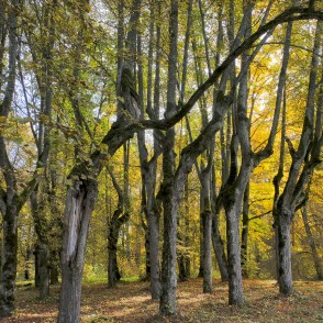 Vēsturiskās liepas Lindes parkā rudens saulē Vēsturiskās liepas Lindes parkā rudens saulē