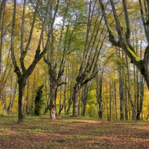 Senie liepu stumbri Lindes parka alejā zeltainā rudens gaismā Senie liepu stumbri Lindes parka alejā zeltainā rudens gaismā