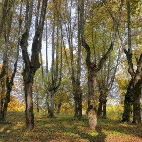 Griezto liepu vainagi Lindes parkā rudenī Griezto liepu vainagi Lindes parkā rudenī