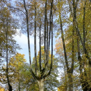 Apcirpta liepa rudenīgā Lindes parka ainavā ar dzeltenām lapām Apcirpta liepa rudenīgā Lindes parka ainavā ar dzeltenām lapām