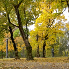 Koka skulptūras parkā starp kokiem rudens ainavā Koka skulptūras parkā starp kokiem rudens ainavā