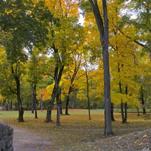 Lapām klāta taka starp seniem kokiem oktobrī Lapām klāta taka starp seniem kokiem oktobrī