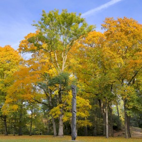Koka skulptūra zeltaino rudens koku ielokā Koka skulptūra zeltaino rudens koku ielokā