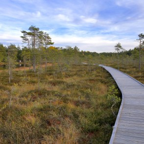 Kalnansu purva taka starp pundurpriedēm un Bezdibeņa ezeru Kalnansu purva taka starp pundurpriedēm un Bezdibeņa ezeru