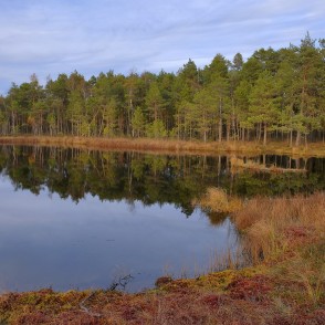 Bezdibeņa ezera ainava ar meža atspulgiem Bezdibeņa ezera ainava ar meža atspulgiem