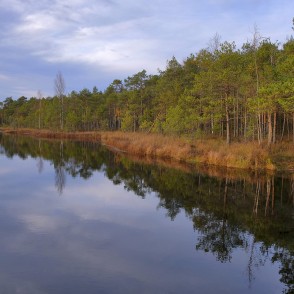 Bezdibeņa ezera krasts ar mierīgu ūdeni un skujkoku meža joslu Bezdibeņa ezera krasts ar mierīgu ūdeni un skujkoku meža joslu